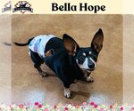 Small #5 Dachshund Mix