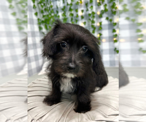 Yo-Chon Puppy for Sale in MARIETTA, Georgia USA
