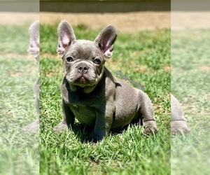 French Bulldog Puppy for sale in OJAI, CA, USA