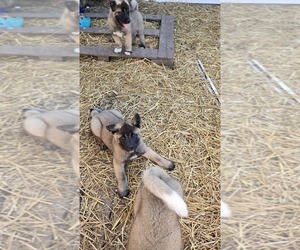 Akita Puppy for sale in SANBORN, NY, USA