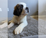 Small Photo #15 Saint Bernard Puppy For Sale in PALM COAST, FL, USA