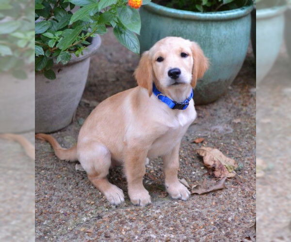 Medium Photo #1 Golden Retriever Puppy For Sale in Enfield, CT, USA