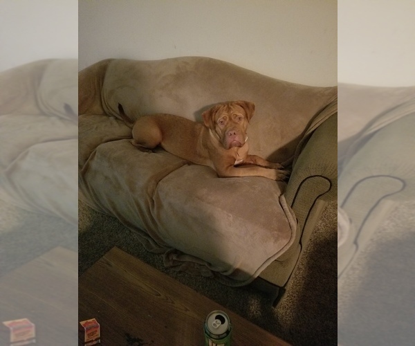 Medium Photo #1 Dogue de Bordeaux Puppy For Sale in ATL, GA, USA