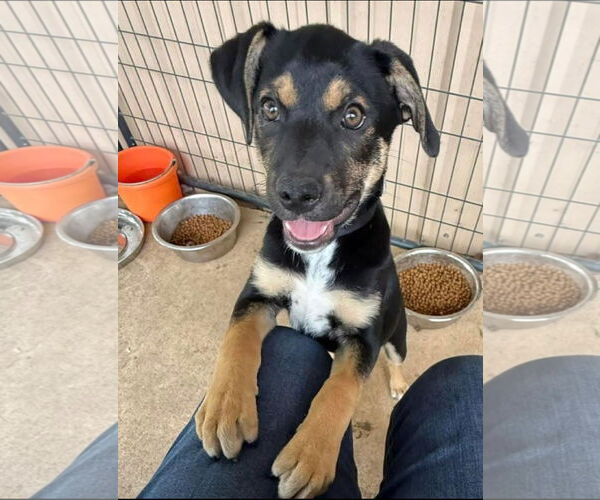 Medium Photo #3 Mutt Puppy For Sale in Lillian, TX, USA