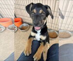 Small #2 Mutt
