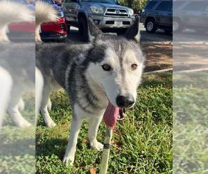 Siberian Husky Dogs for adoption in Sacramento, CA, USA