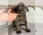 Puppy Lizzy Cane Corso