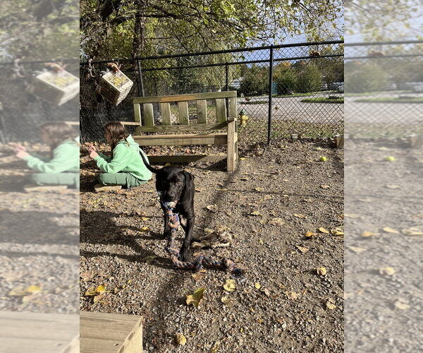 Medium Photo #1 Labrador Retriever-Unknown Mix Puppy For Sale in Elmsford, NY, USA