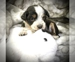 Puppy Jackson Bernedoodle (Miniature)