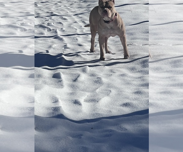 Medium Photo #1 American Bully Puppy For Sale in PANAMA CITY BEACH, FL, USA
