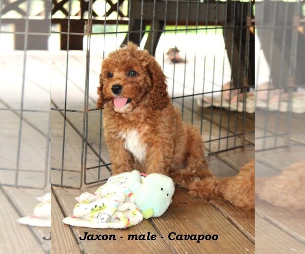 Medium Photo #3 Cavapoo Puppy For Sale in CLARKRANGE, TN, USA