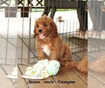Small #2 Cavapoo