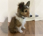 Small #8 Shetland Sheepdog