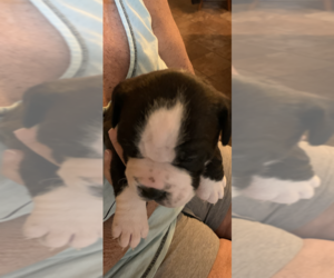 Olde English Bulldogge Puppy for sale in CARTHAGE, MS, USA