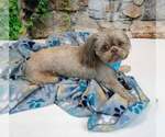 Small #1 Shih Tzu