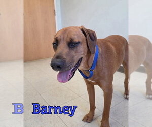 Barney - Male Mutt Dog for Adoption - Photo #6