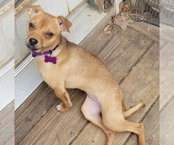 Medium Photo #2 Chihuahua Puppy For Sale in Spring Lake, NC, USA