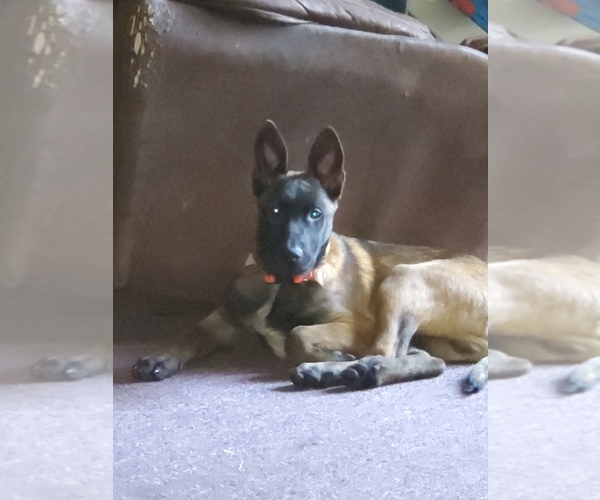 Medium Photo #1 Belgian Malinois Puppy For Sale in WALLACE, NC, USA