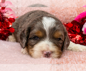 Bernedoodle (Miniature) Puppy for sale in ROY, UT, USA