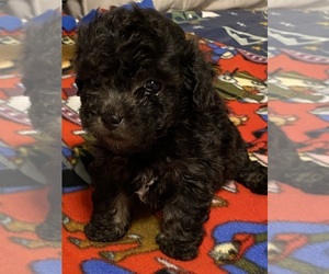 Poodle (Toy) Puppy for sale in SALUDA, SC, USA