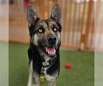 *JUNE - Female Gerberian Shepsky Dog for Adoption - Small photo
