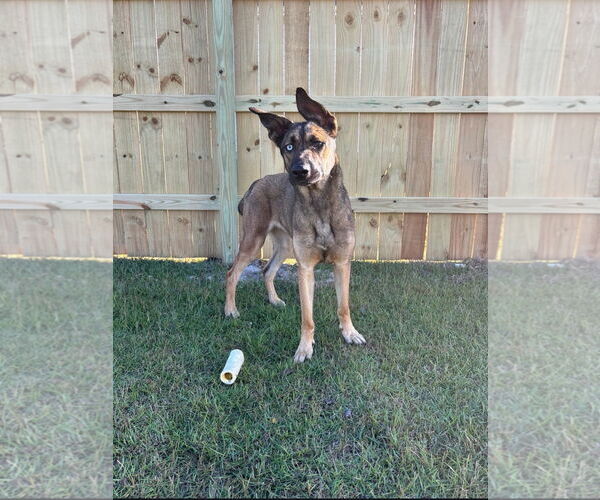 Medium Photo #2 Gerberian Shepsky Puppy For Sale in La Grange , NC, USA