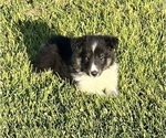 Small #18 Shetland Sheepdog