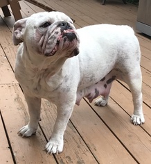 Mother of the Bulldog puppies born on 05/27/2017