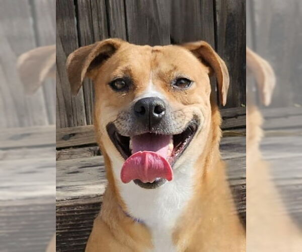 Medium Photo #2 Labrador Retriever-Unknown Mix Puppy For Sale in Lake Forest, CA, USA