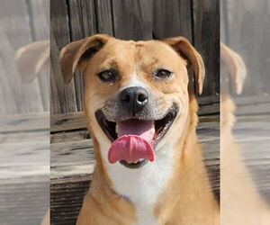 Mia (Courtesy Post) Foster or Adopt Me! - Female Labrador Retriever-Unknown Mix Dog for Adoption - Photo #2