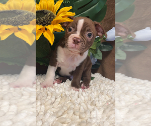 Doberman Pinscher Puppy for sale in MARTINSVILLE, IN, USA