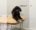 Small Labrador Retriever Mix