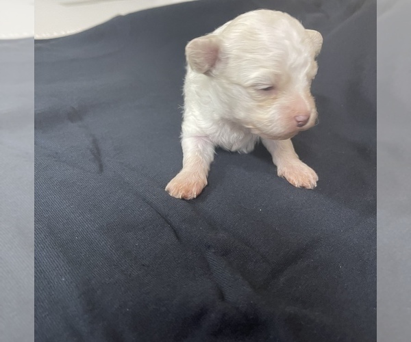 Medium Photo #10 Maltipoo Puppy For Sale in JASPER, GA, USA