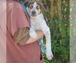 Small #2 Australian Shepherd-German Shepherd Dog Mix