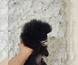 Pomeranian Puppy for sale in SALINAS, CA, USA