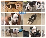 Small Photo #2 American Bulldog Puppy For Sale in SAINT CHARLES, MD, USA