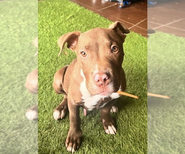 Medium Photo #3 American Pit Bull Terrier-Unknown Mix Puppy For Sale in San Diego, CA, USA