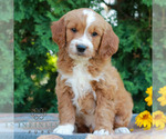 Small Goldendoodle