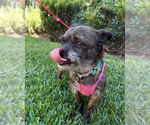 Small #2 Border Terrier-Cairn Terrier Mix