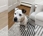 Small #19 Dogo Argentino-Labrador Retriever Mix