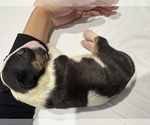 Small #2 Bull Terrier