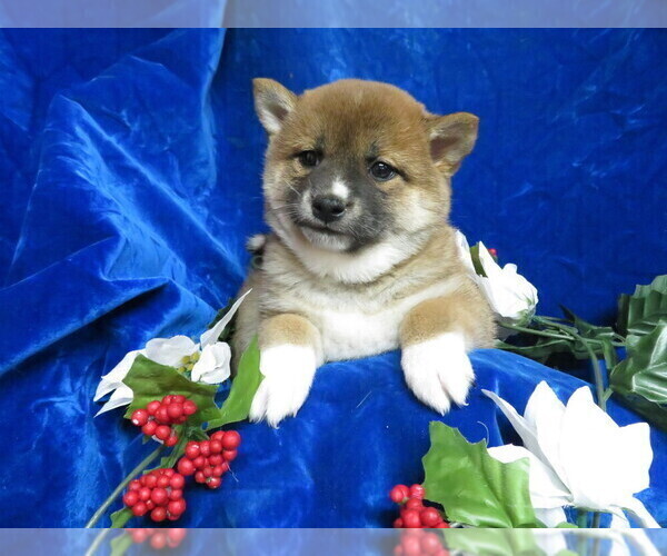 Medium Photo #6 Shiba Inu Puppy For Sale in NORWOOD, MO, USA