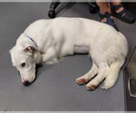 Small #2 Basset Hound-Retriever  Mix