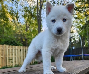 Siberian Husky Puppy for Sale in ALPENA, Michigan USA