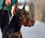 Small Photo #1 Doberman Pinscher Puppy For Sale in LAKELAND, FL, USA