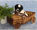 Small #1 Havanese