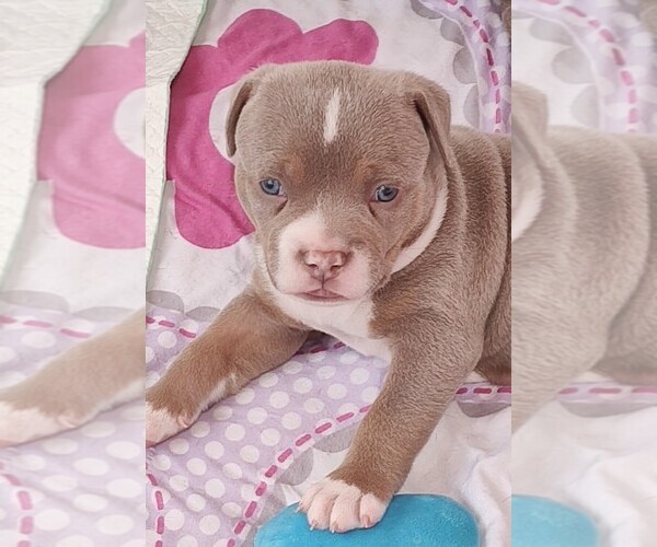 Medium Photo #10 American Bully Puppy For Sale in COUDERSPORT, PA, USA