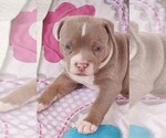 Small Photo #10 American Bully Puppy For Sale in COUDERSPORT, PA, USA