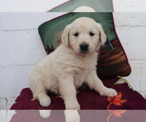 English Cream Golden Retriever Puppy for sale in SHILOH, OH, USA