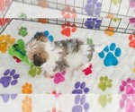 Josie - Female Papitese Puppy for Sale - Photo #3